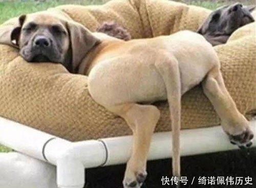 「狗狗」那只帮主人看车的狗,2年后因撩人姿势再次走红,唯一不变厌世脸