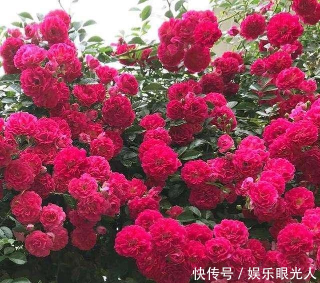  【扑鼻】绿萝扔了吧！种上这种花！几个月就爬满院墙！花香扑鼻邻居都羡慕