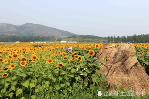 河南这座山太传奇！玄奘曾在这里讲经，吴承恩在此写了《西游记》