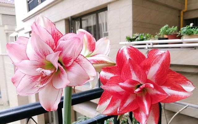 室内|球根花卉之冠,花大色艳,埋土里就能活,室内也能种,值得拥有