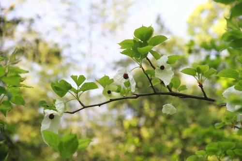  『植物园』太美，快去看，枝头飞舞一片“白鸽”，植物园的“活化石”开花啦