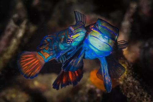 人生怎么也要看一次的长尾鲨!!