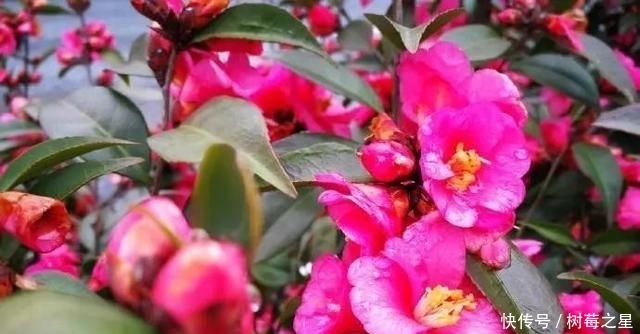『打开』一朵花|一朵花茶,同时可以打开一百朵花