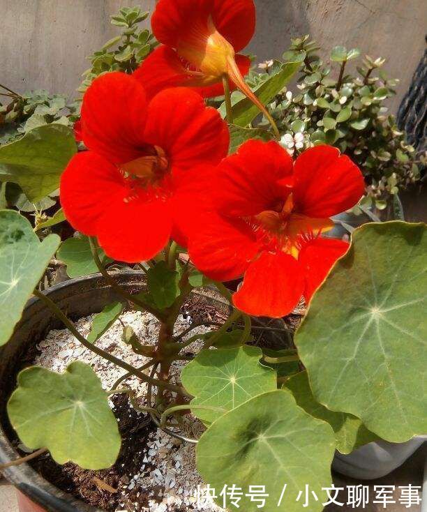 想养■想养棵不浇水都开爆的花?那非旱金莲莫属,适合总忘浇水的你