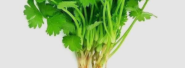  吃不完|阳台种这几样菜，天天有菜摘，吃都吃不完！