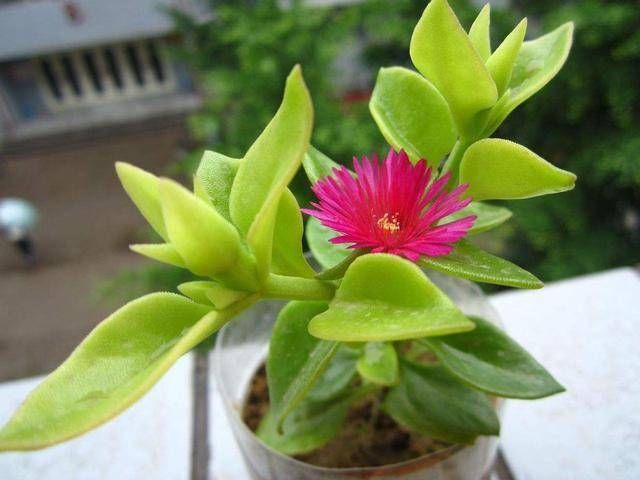  【牡丹】吊兰单调养腻了，试试“牡丹吊兰”，开花一簇簇红花比吊兰还美