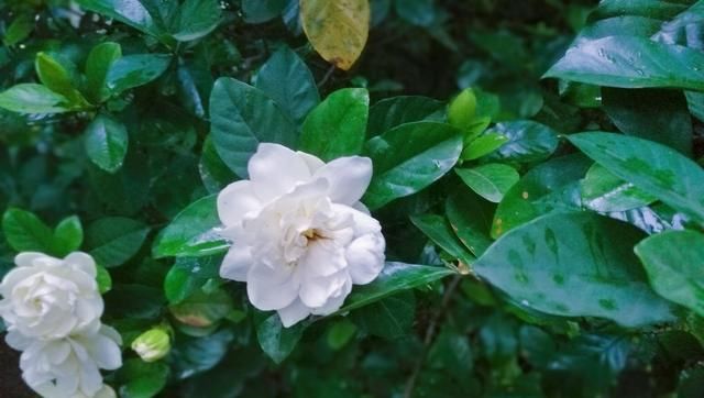  「花苞」3月养栀子花，2个动作不能少，花苞冒不停