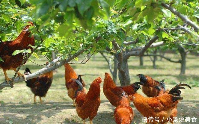  学会■养鸡长势太慢，学会这样喂鸡，鸡长得又快又肥