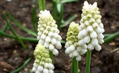  「花开」一种“葡萄花”养阳台，花苞一串串，花朵水灵灵，花开3月不间断
