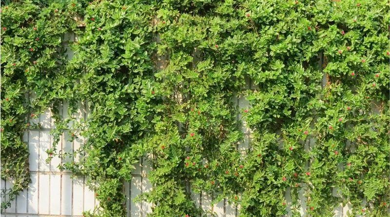 【慎养】这花要慎养,每年砍掉3麻袋,照样蹭蹭长!