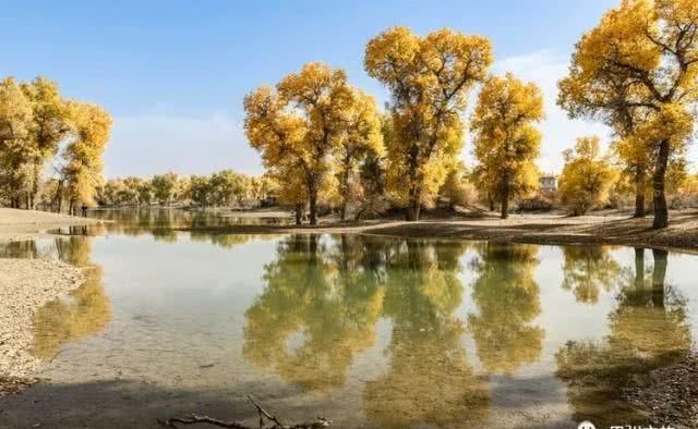 大美新疆，上眼胡杨