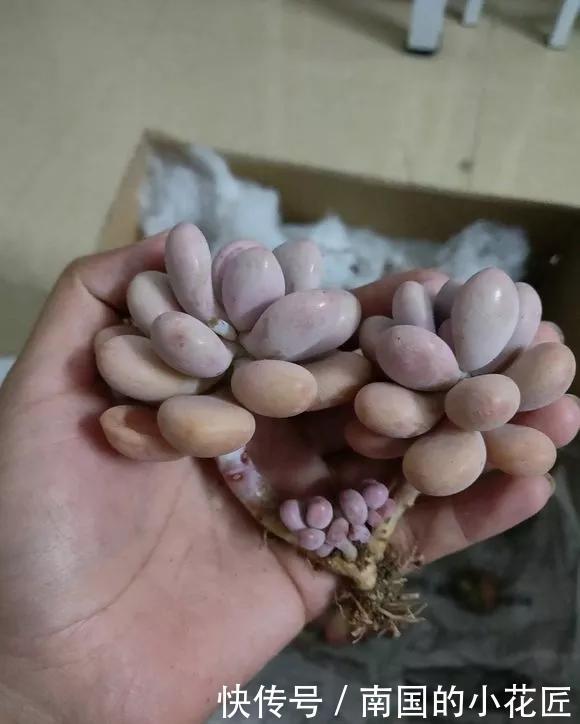  『图片作者』多肉变成白菜价，几毛钱1棵，有的都白送，你买贵了吗？