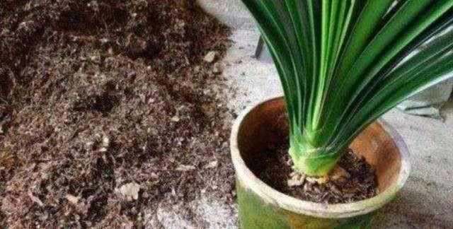  【要及时】生活中这几种水,最好不要浇花,浇1盆死1盆,千万注意不能忽视