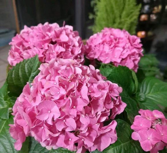 『解决』绣球养的干巴巴?都是心急臭毛病,3招解决干枯问题