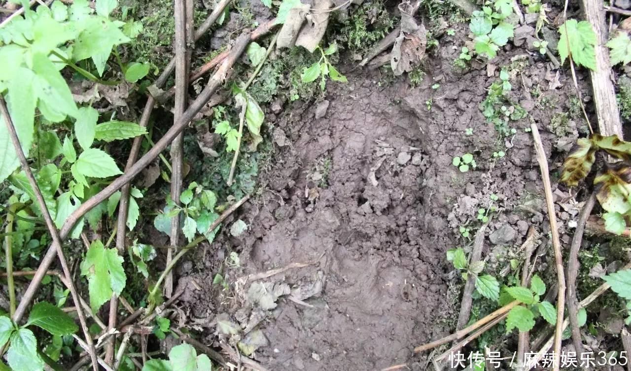 四川宜宾惊现100公斤的狗熊！吞了4只羊，现场还有羊胎盘！