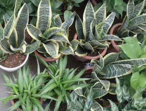  [观叶植物]1种“液体”和清水混合，用来浇虎皮兰，20天叶片挺立、翠绿！