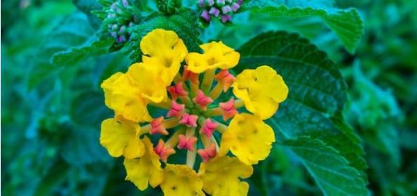  『误食』爱上养花，不如养盆五色梅，一株多色好漂亮，清热解毒功效强误食