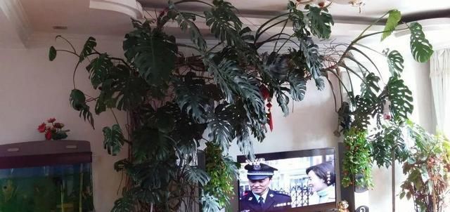  [窜成]18种花，挂窗台窜成绿窗帘，天热了遮阴真凉快！