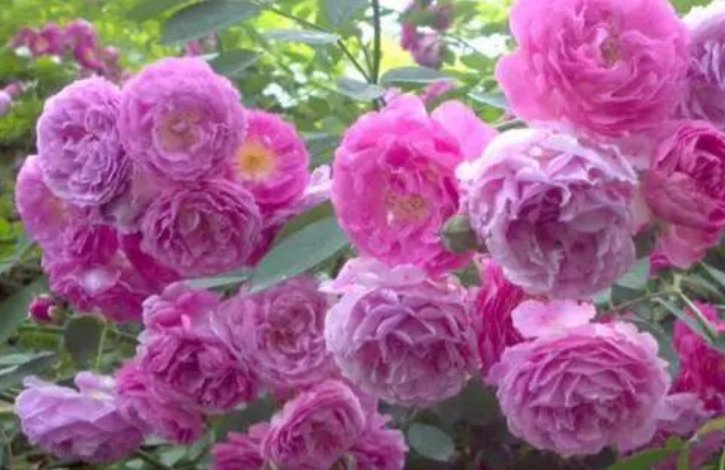 「爆香紫」“4种花”花朵硕大、花期长,一开就是300天,观叶又赏花!