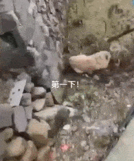 世界卫生组织■网传宠物确诊新冠病毒?世界卫生组织再次紧急辟谣!
