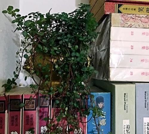 「耐阴」耐阴又漂亮的观叶盆栽,档次高、有格调,叶子比花还美的植物!