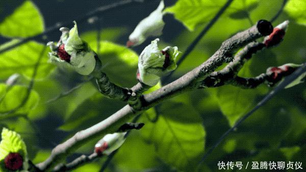 这部纪录片央视发力了，每一帧都可以当壁纸，BBC也无法超越