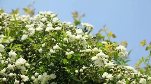  花朵■茶靡花盛开满树花,颜值高雅美极了,好养容易活