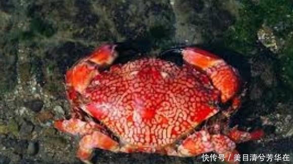 不仅难看还有毒!海边度假,看到这种螃蟹不能抓!