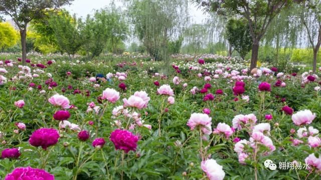  「同赏」母亲节，送花不如赏花，伴母同赏芍药花