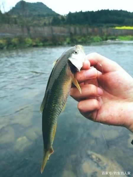  [溪流]清澈小溪寻钓，钓获20多条名贵马口鱼，还钓获珍贵溪水石斑鱼