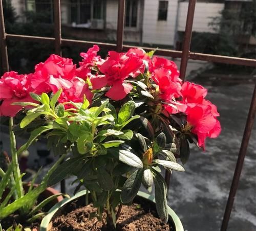  「盆栽植物」家家都有的天然“有机营养液”，能促根壮、促叶绿、促花开更多