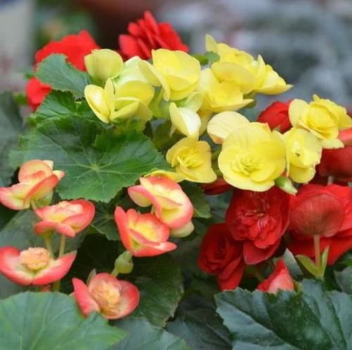  长寿花：阳台养这几朵花，花开不断，花香四溢飘满屋，美