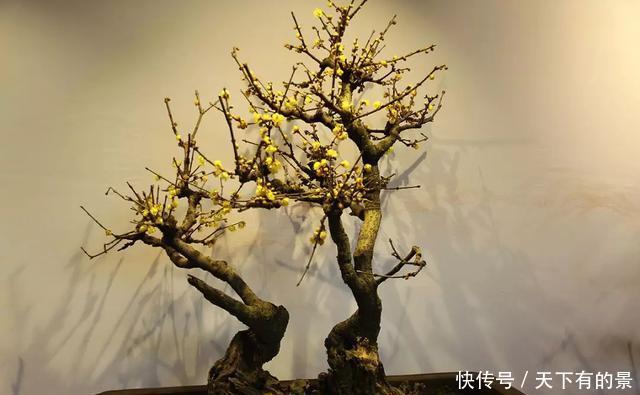  「冬天」5种花“冬天”能扦插，不黑腐成活率高，生根快一倍