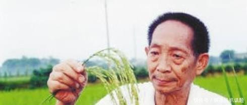 我国2.2米高的水稻试种成功！袁隆平表示禾下乘凉已不是梦！