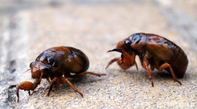 蚂蚁：农村的知了猴真的能吃吗？为什么洞里的蚂蚁不吃它呢？