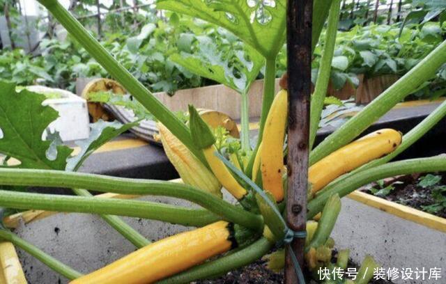 【果子】奇特的1种“香蕉瓜”,皮色金黄,犹如“香蕉”,有观赏价值!