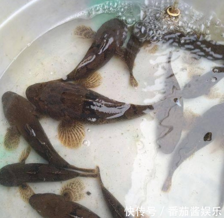  「人工湖」消失的西湖名鱼，再现公园人工湖，被当成清道夫捞起