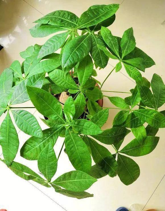  新芽■给发财树“剃剃头”，新芽蹿的快，树冠长成伞，茂密油绿