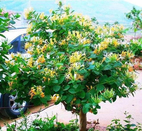  『定要注意』室内养金银花？满足4条件，变成“美盆景”，美到认不出