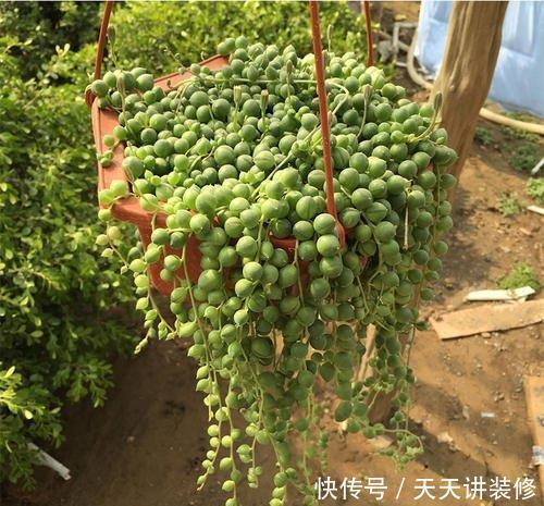 「家里」3种多肉植物,养在家里,旺财寓意好,值得拥有!