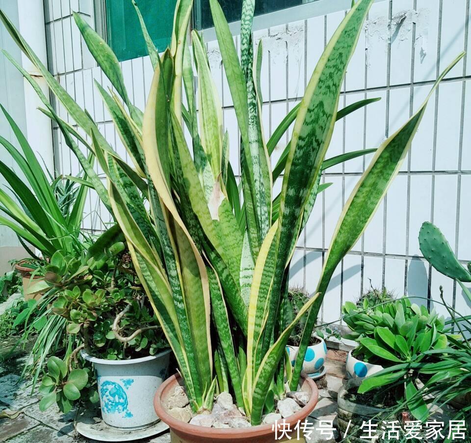 调节:“3种花”是空气净化高手,养一盆放屋里,还能调节室内气候