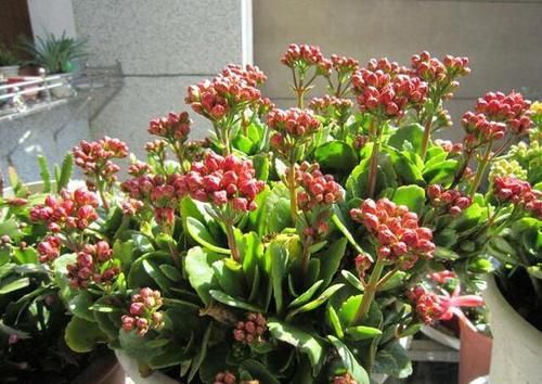  「植物」家中这“2个”地方，让“长寿花”生长非常快，1年花枝包满盆！