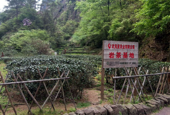 三大“世界之最”的树最贵、最硬、最毒,全都在中国!