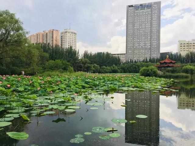 抓住夏的尾巴，走进公园与荷花来一场“藕遇”