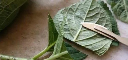  『方法』盆栽绣球花，用这种方法扦插1盆变10盆，满满一屋子的绣球美爆了！
