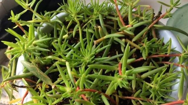 盆栽:最坚强的“1种花”,仅把“一个枝丫”放盆里,都能长成美盆栽