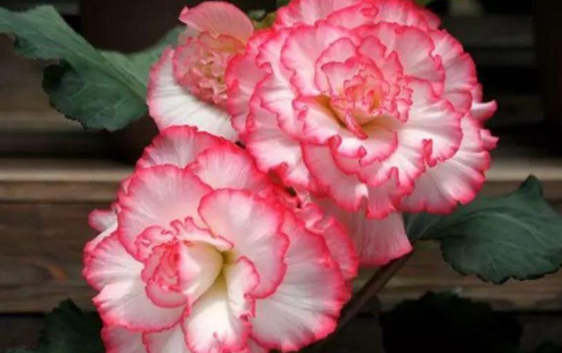 #长春花#现在就养“4种花”,花朵开正旺,随手一养就爆盆,开成小花园!