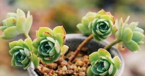 花盆■种植多肉植物,换盆全靠’砸’盆,谁能想到养花的不是土豪