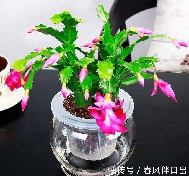  水培花瓶@总是养不好的3种花，赶紧扔水里，越长越有劲！