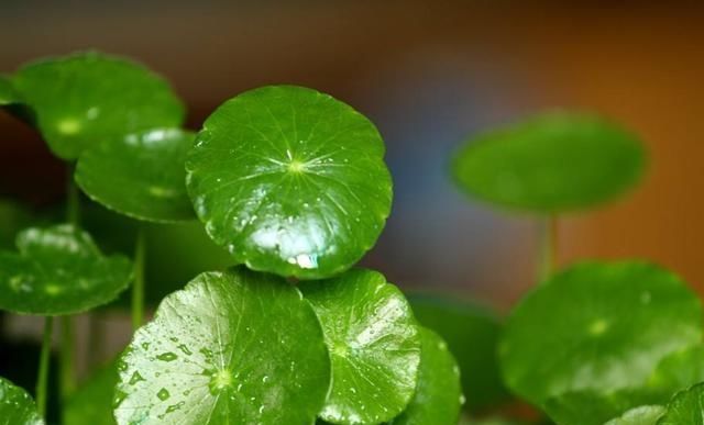  『技巧』想要铜钱草叶片又大又圆，这几个养护技巧你要知道，生长速度快